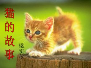 (猫之宿约者章节攻略)猫之宿约者停服了吗？猫咪身上的约合细节和特质解读