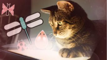 猫咪和汤国际版联机下载最新版-猫咪和汤国际版游戏下载v.5.86